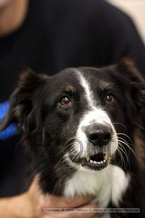 Dawg Derby Flyball Tournement<br />July 13<br />Classic Center<br />Athens, Ga