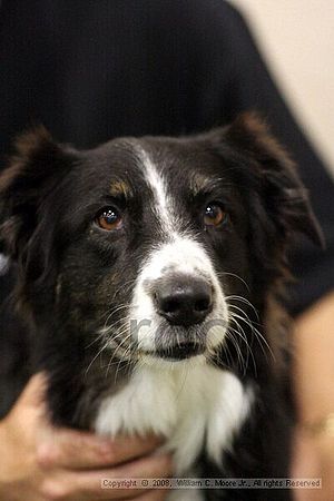 Dawg Derby Flyball Tournement<br />July 13<br />Classic Center<br />Athens, Ga