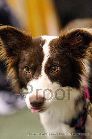 Dawg Derby Flyball Tournement<br />July 13<br />Classic Center<br />Athens, Ga