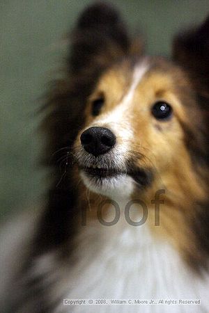 Dawg Derby Flyball Tournement<br />July 13<br />Classic Center<br />Athens, Ga