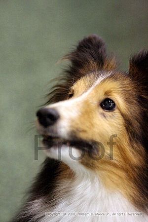 Dawg Derby Flyball Tournement<br />July 13<br />Classic Center<br />Athens, Ga
