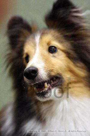 Dawg Derby Flyball Tournement<br />July 13<br />Classic Center<br />Athens, Ga
