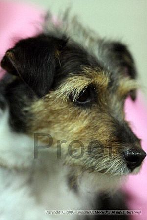 Dawg Derby Flyball Tournement<br />July 13<br />Classic Center<br />Athens, Ga