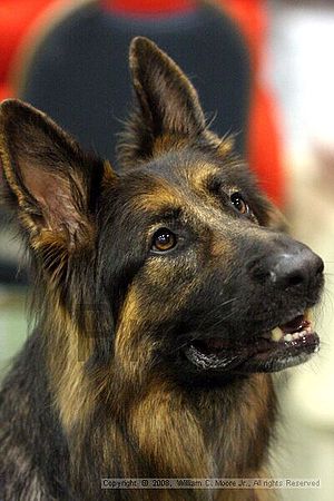 Dawg Derby Flyball Tournement<br />July 13<br />Classic Center<br />Athens, Ga