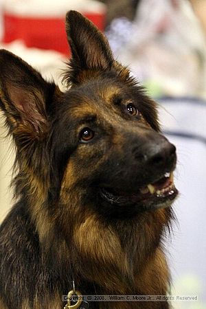 Dawg Derby Flyball Tournement<br />July 13<br />Classic Center<br />Athens, Ga
