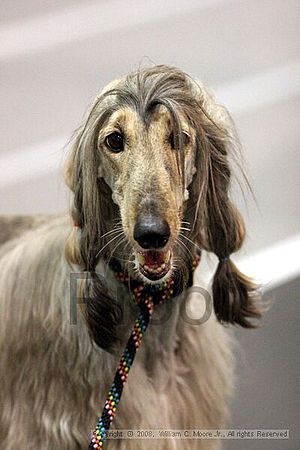 Dawg Derby Flyball Tournement<br />July 13<br />Classic Center<br />Athens, Ga