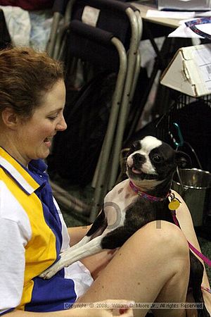 Dawg Derby Flyball Tournement<br />July 12<br />Classic Center<br />Athens, Ga