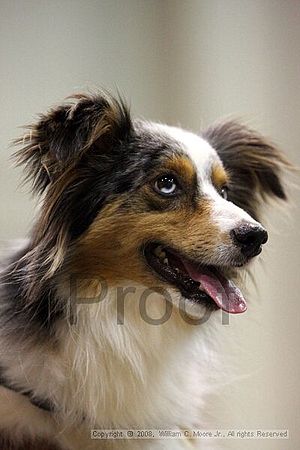 Dawg Derby Flyball Tournement<br />July 12<br />Classic Center<br />Athens, Ga