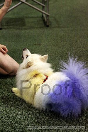 Dawg Derby Flyball Tournement<br />July 12<br />Classic Center<br />Athens, Ga