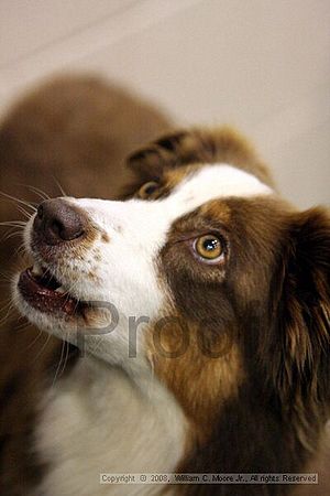 Dawg Derby Flyball Tournement<br />July 12<br />Classic Center<br />Athens, Ga