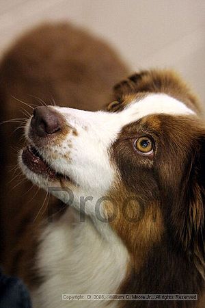 Dawg Derby Flyball Tournement<br />July 12<br />Classic Center<br />Athens, Ga