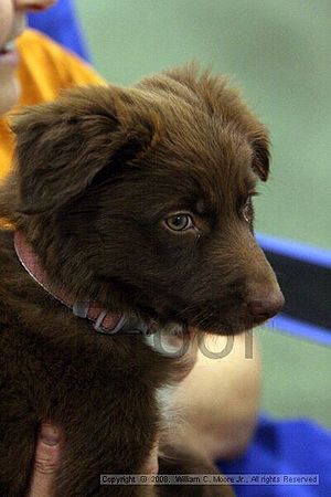 Dawg Derby Flyball Tournement<br />July 12<br />Classic Center<br />Athens, Ga