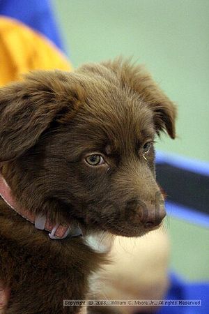 Dawg Derby Flyball Tournement<br />July 12<br />Classic Center<br />Athens, Ga