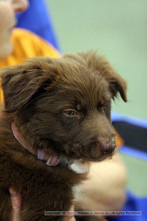 Dawg Derby Flyball Tournement<br />July 12<br />Classic Center<br />Athens, Ga