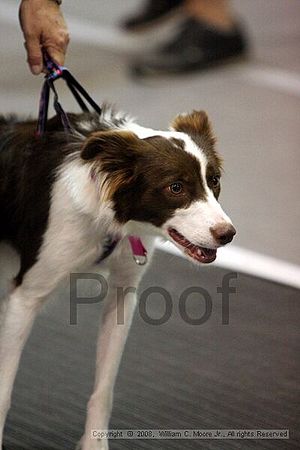 Dawg Derby Flyball Tournement<br />July 12<br />Classic Center<br />Athens, Ga