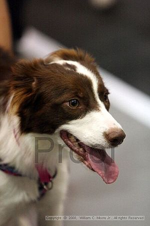 Dawg Derby Flyball Tournement<br />July 12<br />Classic Center<br />Athens, Ga
