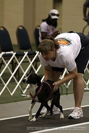 Dawg Derby Flyball Tournement<br />July 11, 2009<br />Classic Center<br />Athens, Ga