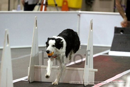 Dawg Derby Flyball Tournement<br />July 11, 2009<br />Classic Center<br />Athens, Ga