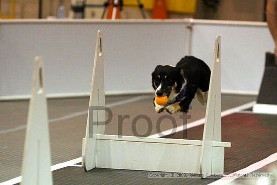 Dawg Derby Flyball Tournement<br />July 11, 2009<br />Classic Center<br />Athens, Ga