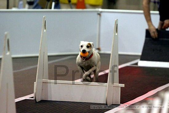 Dawg Derby Flyball Tournement<br />July 11, 2009<br />Classic Center<br />Athens, Ga