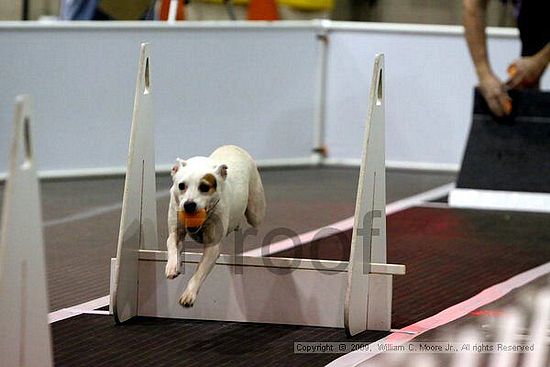 Dawg Derby Flyball Tournement<br />July 11, 2009<br />Classic Center<br />Athens, Ga