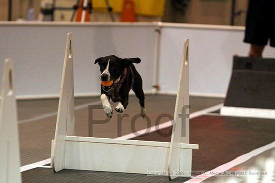 Dawg Derby Flyball Tournement<br />July 11, 2009<br />Classic Center<br />Athens, Ga