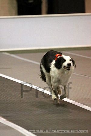 Dawg Derby Flyball Tournement<br />July 11, 2009<br />Classic Center<br />Athens, Ga