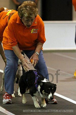 Dawg Derby Flyball Tournement<br />July 11, 2009<br />Classic Center<br />Athens, Ga