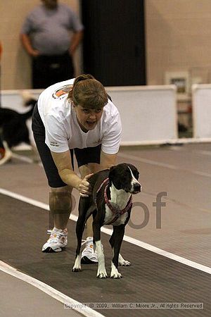 Dawg Derby Flyball Tournement<br />July 11, 2009<br />Classic Center<br />Athens, Ga