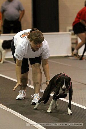 Dawg Derby Flyball Tournement<br />July 11, 2009<br />Classic Center<br />Athens, Ga