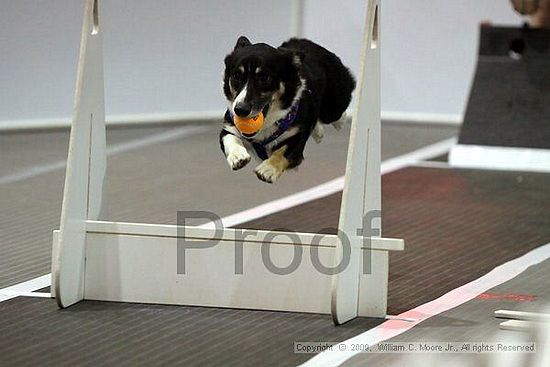 Dawg Derby Flyball Tournement<br />July 11, 2009<br />Classic Center<br />Athens, Ga