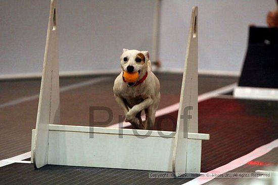 Dawg Derby Flyball Tournement<br />July 11, 2009<br />Classic Center<br />Athens, Ga