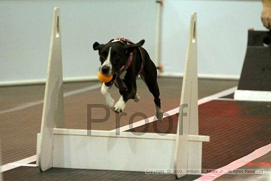 Dawg Derby Flyball Tournement<br />July 11, 2009<br />Classic Center<br />Athens, Ga