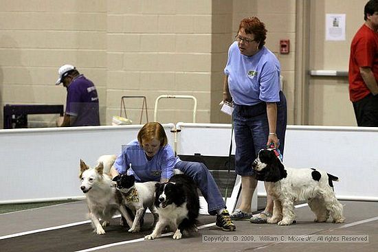 Dawg Derby Flyball Tournement<br />July 11, 2009<br />Classic Center<br />Athens, Ga