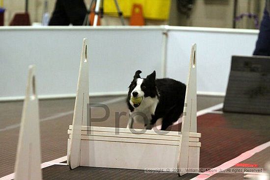 Dawg Derby Flyball Tournement<br />July 11, 2009<br />Classic Center<br />Athens, Ga