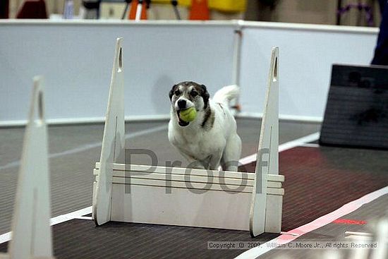 Dawg Derby Flyball Tournement<br />July 11, 2009<br />Classic Center<br />Athens, Ga