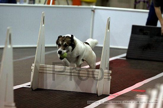 Dawg Derby Flyball Tournement<br />July 11, 2009<br />Classic Center<br />Athens, Ga