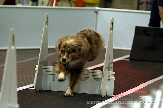 Dawg Derby Flyball Tournement<br />July 11, 2009<br />Classic Center<br />Athens, Ga