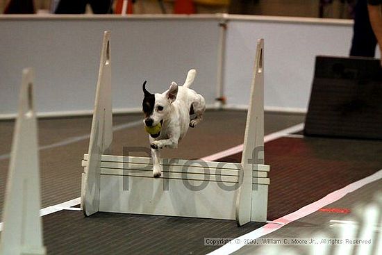 Dawg Derby Flyball Tournement<br />July 11, 2009<br />Classic Center<br />Athens, Ga