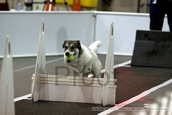 Dawg Derby Flyball Tournement<br />July 11, 2009<br />Classic Center<br />Athens, Ga