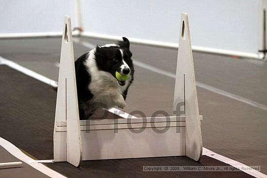 Dawg Derby Flyball Tournement<br />July 11, 2009<br />Classic Center<br />Athens, Ga