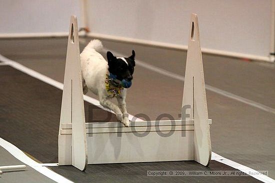 Dawg Derby Flyball Tournement<br />July 11, 2009<br />Classic Center<br />Athens, Ga