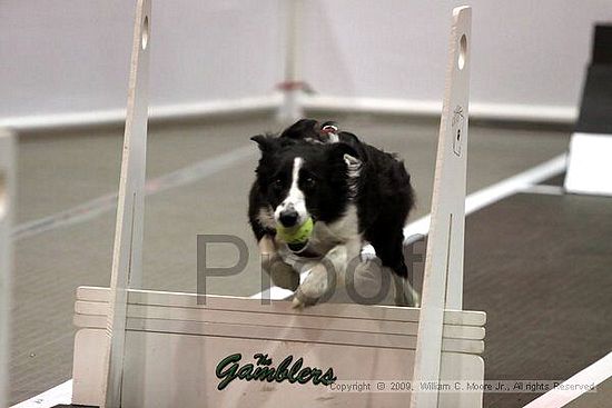 Dawg Derby Flyball Tournement<br />July 11, 2009<br />Classic Center<br />Athens, Ga