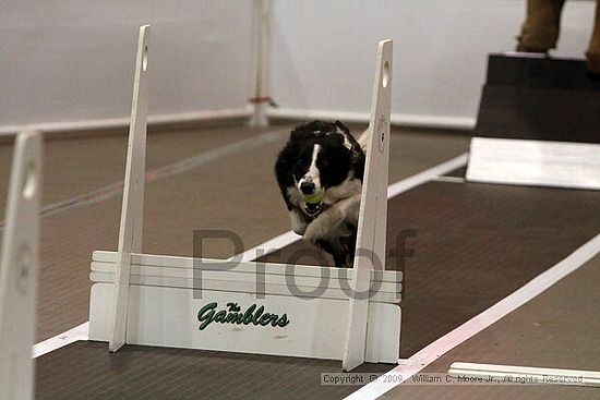 Dawg Derby Flyball Tournement<br />July 11, 2009<br />Classic Center<br />Athens, Ga