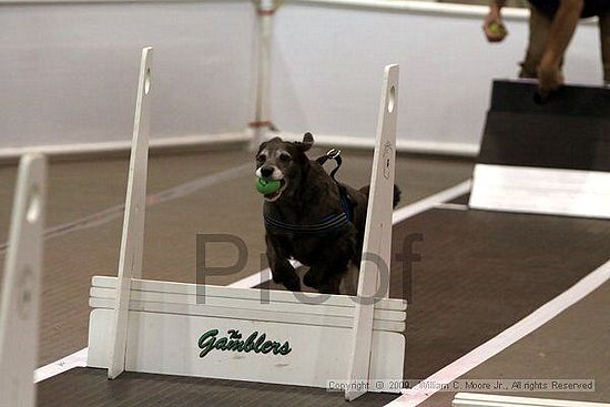 Dawg Derby Flyball Tournement<br />July 11, 2009<br />Classic Center<br />Athens, Ga