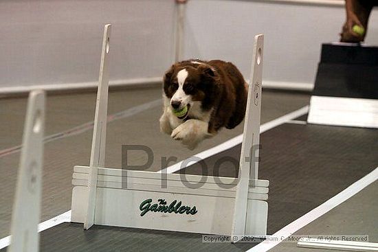 Dawg Derby Flyball Tournement<br />July 11, 2009<br />Classic Center<br />Athens, Ga