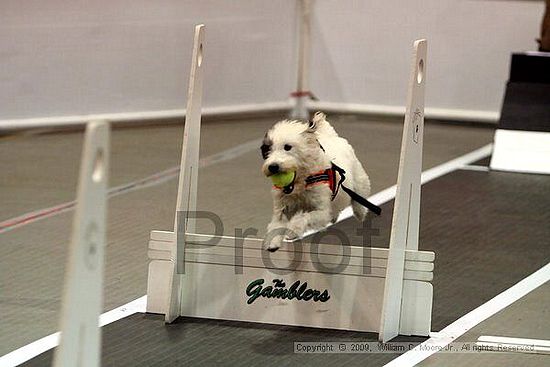 Dawg Derby Flyball Tournement<br />July 11, 2009<br />Classic Center<br />Athens, Ga