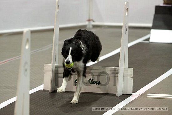 Dawg Derby Flyball Tournement<br />July 11, 2009<br />Classic Center<br />Athens, Ga