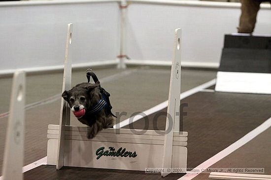 Dawg Derby Flyball Tournement<br />July 11, 2009<br />Classic Center<br />Athens, Ga