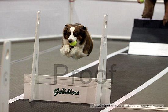 Dawg Derby Flyball Tournement<br />July 11, 2009<br />Classic Center<br />Athens, Ga